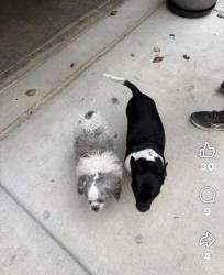 Lost Male Dog last seen Lakewood Ave, Modesto, CA 95355