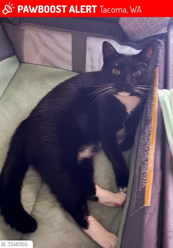 Lost Male Cat last seen s Hosmer st tacoma WA, Tacoma, WA 98402