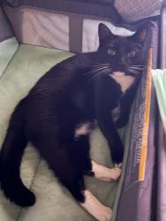 Lost Male Cat last seen s Hosmer st tacoma WA, Tacoma, WA 98402