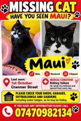 Lost Male Cat last seen LE3 0QA, Leicester, England LE3 0QA
