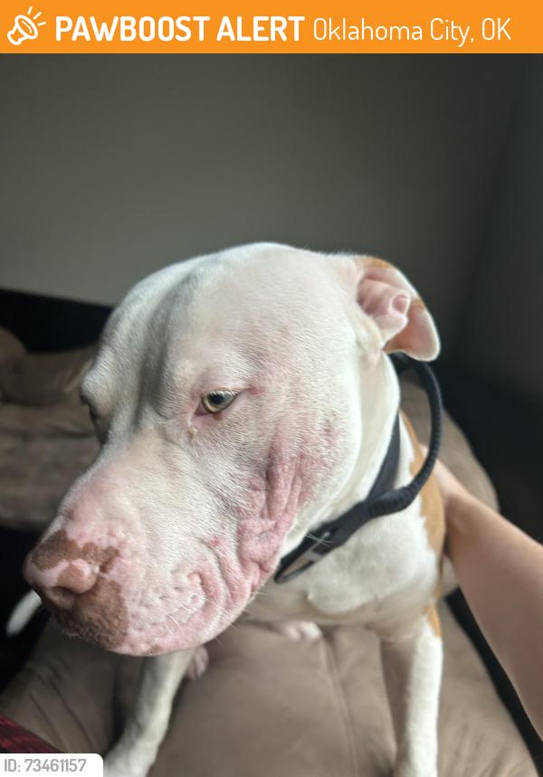 Found/Stray Male Dog last seen Hefner and western, Oklahoma City, OK 73114