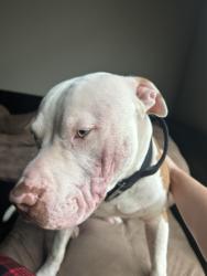 Found/Stray Male Dog last seen Hefner and western, Oklahoma City, OK 73114