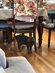 Reunited Female Cat last seen Spencer & Bohlander, Berkeley, IL 60163