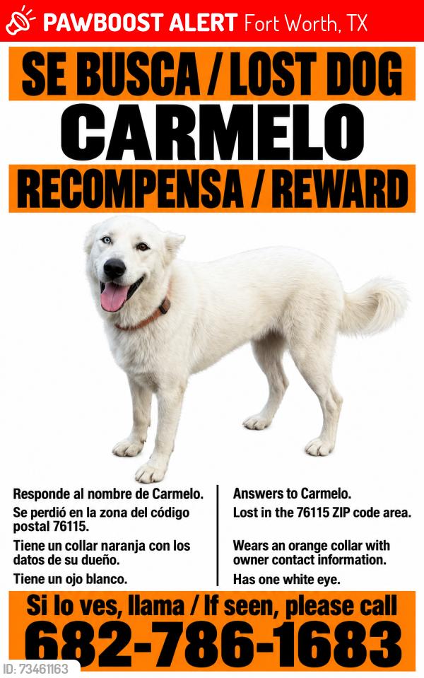 Lost Male Dog last seen Félix st y Cole st, Fort Worth, TX 76115