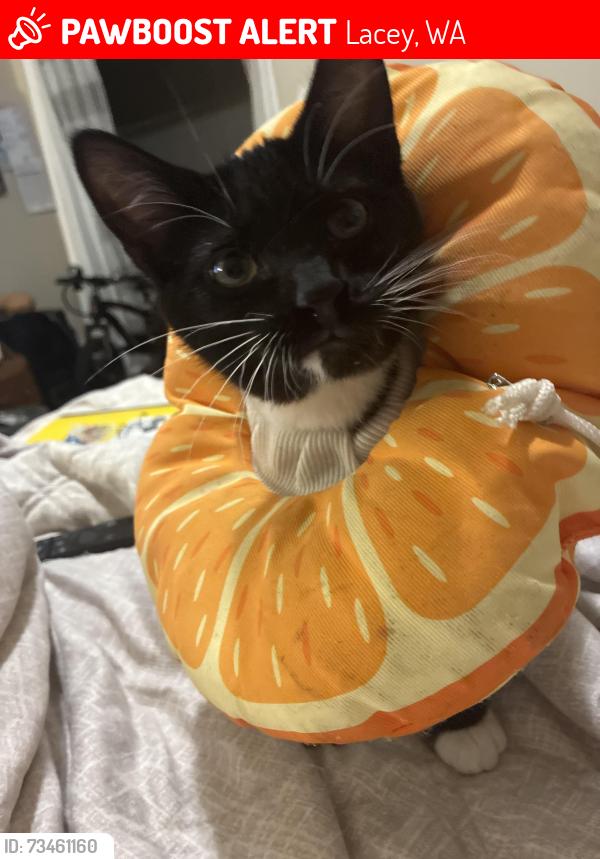 Lost Male Cat last seen Near st, Lacey, WA 98516