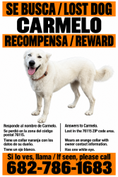 Lost Male Dog last seen Félix st y Cole st, Fort Worth, TX 76115