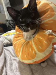Lost Male Cat last seen Near st, Lacey, WA 98516