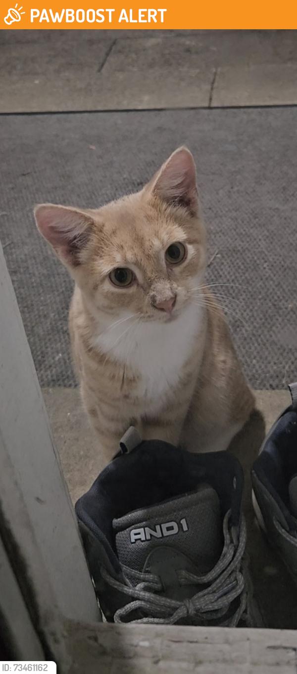 Found/Stray Male Cat last seen Lansdowne ave and school lane, Upper Darby Township, PA 19082
