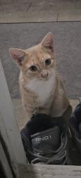 Found/Stray Male Cat last seen Lansdowne ave and school lane, Upper Darby Township, PA 19082