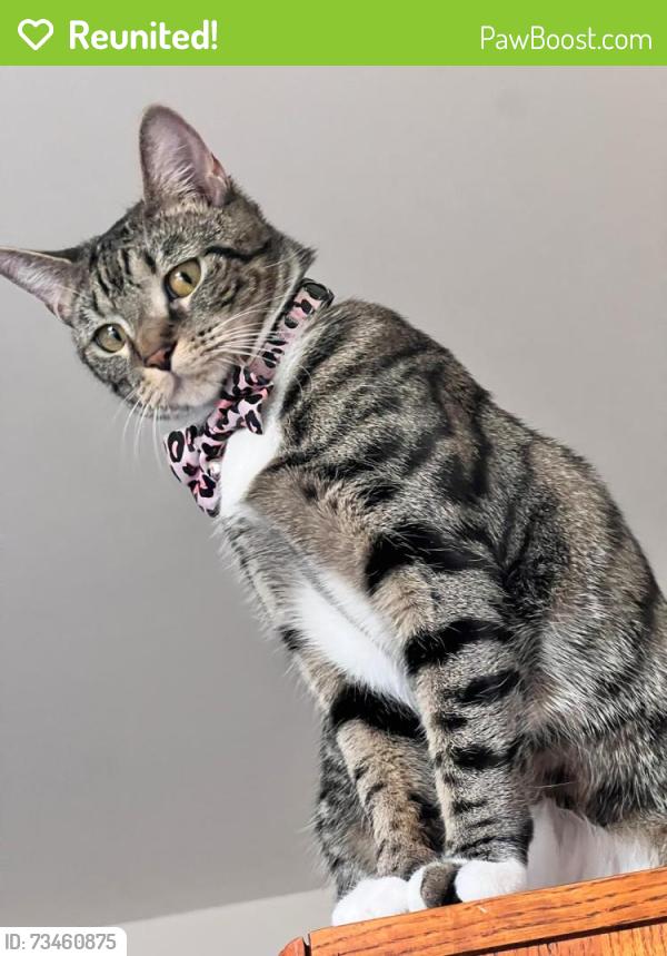 Reunited Female Cat last seen Near Cornbury Ct, Owings Mills, MD 21117