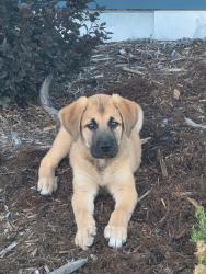 Lost Female Dog last seen B street, Colorado Springs, CO 80906