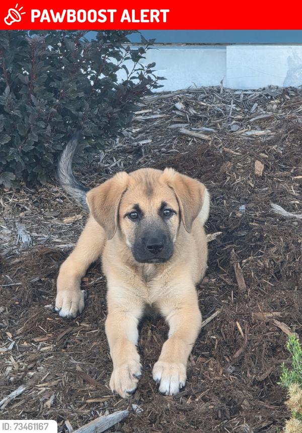 Lost Female Dog last seen B street, Colorado Springs, CO 80906