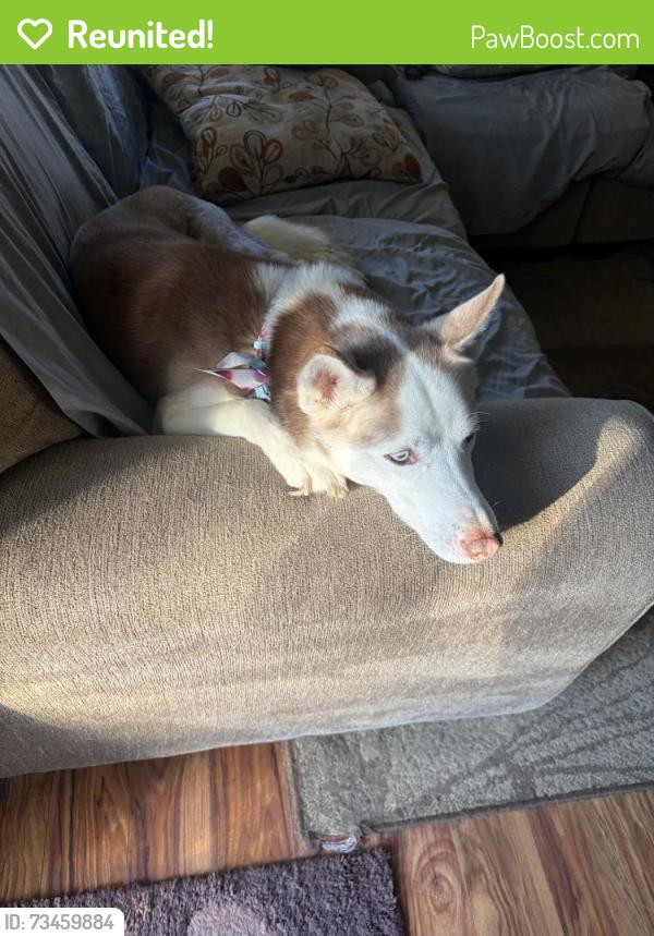 Reunited Female Dog last seen Near Central Ave, Glenside, PA 19038, USA, Glenside, PA 19038