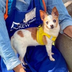 Shelter Stray Female Dog last seen , , CA, 1101 29th Ave, Oakland, CA 94601, USA