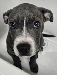 Shelter Stray Male Dog last seen Near Foothill Blvd, Oakland, CA, 1101 29th Ave, Oakland, CA 94601, USA