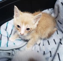 Shelter Stray Male Cat last seen Near Galindo St, Oakland, CA, 1101 29th Ave, Oakland, CA 94601, USA