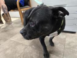 Shelter Stray Male Dog last seen CR 239, GEORGETOWN, City of Georgetown, TX, 1855 SE Inner Loop, Georgetown, TX 78626, USA