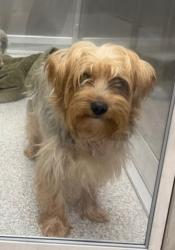 Shelter Stray Male Dog last seen Near Westport St, 21230, MD, 2490 Giles Rd, Baltimore, MD 21225, USA