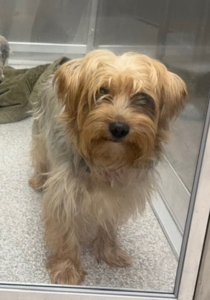 Shelter Stray Male Dog last seen Near Westport St, 21230, MD, 2490 Giles Rd, Baltimore, MD 21225, USA