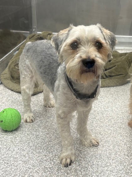 Shelter Stray Male Dog last seen Near Westport St, 21230, MD, 2490 Giles Rd, Baltimore, MD 21225, USA