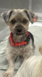 Shelter Stray Male Dog last seen Near Westport St, 21230, MD, 2490 Giles Rd, Baltimore, MD 21225, USA