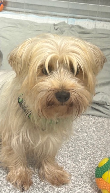 Shelter Stray Female Dog last seen Near Westport St, 21230, MD, 2490 Giles Rd, Baltimore, MD 21225, USA