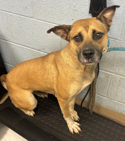 Shelter Stray Female Dog last seen Near Austin Park Lane, 30032, GA, 3280 Chamblee Dunwoody Rd, Chamblee, GA 30341, USA