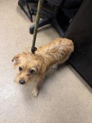 Shelter Stray Female Dog last seen Near North Shallowford Road Atlanta, 30341, 30341, GA, 3280 Chamblee Dunwoody Rd, Chamblee, GA 30341, USA
