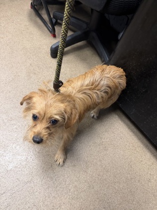 Shelter Stray Female Dog last seen Near North Shallowford Road Atlanta, 30341, 30341, GA, 3280 Chamblee Dunwoody Rd, Chamblee, GA 30341, USA