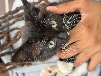 Shelter Stray Female Cat last seen Near Lavista Rd, Tucker, GA 30084, 30084, GA, 3280 Chamblee Dunwoody Rd, Chamblee, GA 30341, USA