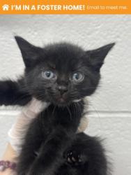 Shelter Stray Female Cat last seen Near Yellowwood ave, 21209, MD, 2490 Giles Rd, Baltimore, MD 21225, USA