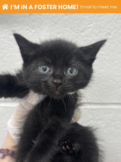 Shelter Stray Female Cat last seen Near Yellowwood ave, 21209, MD, 2490 Giles Rd, Baltimore, MD 21225, USA