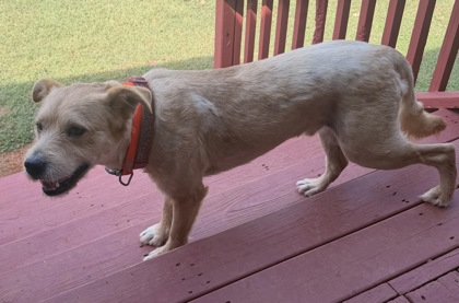Shelter Stray Male Dog last seen Tryon Court House Rd&Mauney Farm Rd, County/Unicorporated, NC, 1491 Business Park Ct, Gastonia, NC 28052, USA