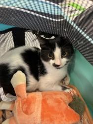 Shelter Stray Male Cat last seen Near Logistics Center Dr, Fairburn, GA, 1251 Fulton Industrial Blvd NW, Atlanta, GA 30336, USA