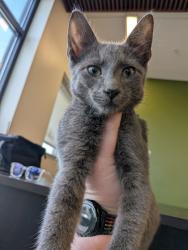 Shelter Stray Male Cat last seen Near RUMSON ROAD, Atlanta, GA, 1251 Fulton Industrial Blvd NW, Atlanta, GA 30336, USA
