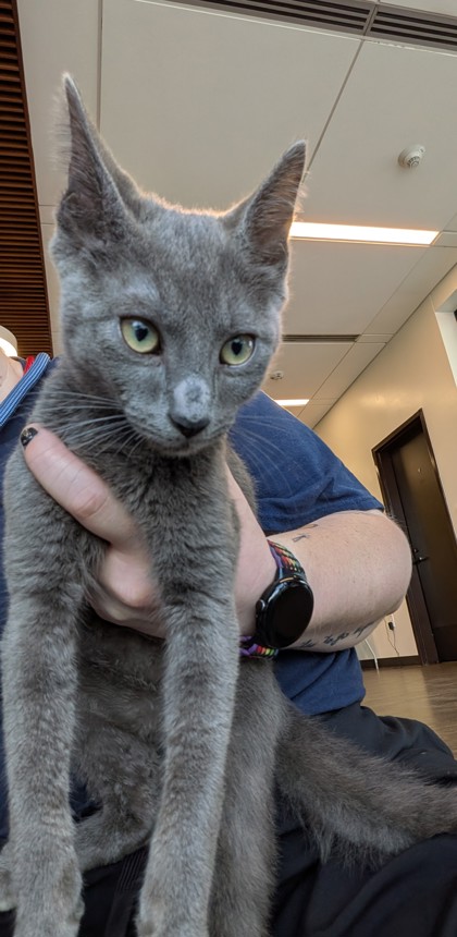 Shelter Stray Male Cat last seen Near RUMSON ROAD, Atlanta, GA, 1251 Fulton Industrial Blvd NW, Atlanta, GA 30336, USA