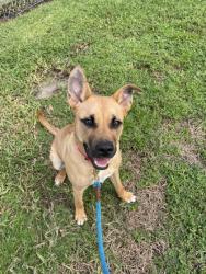 Shelter Stray Female Dog last seen 60th St, Vero Beach, FL, 6230 77th St, Vero Beach, FL 32967, USA