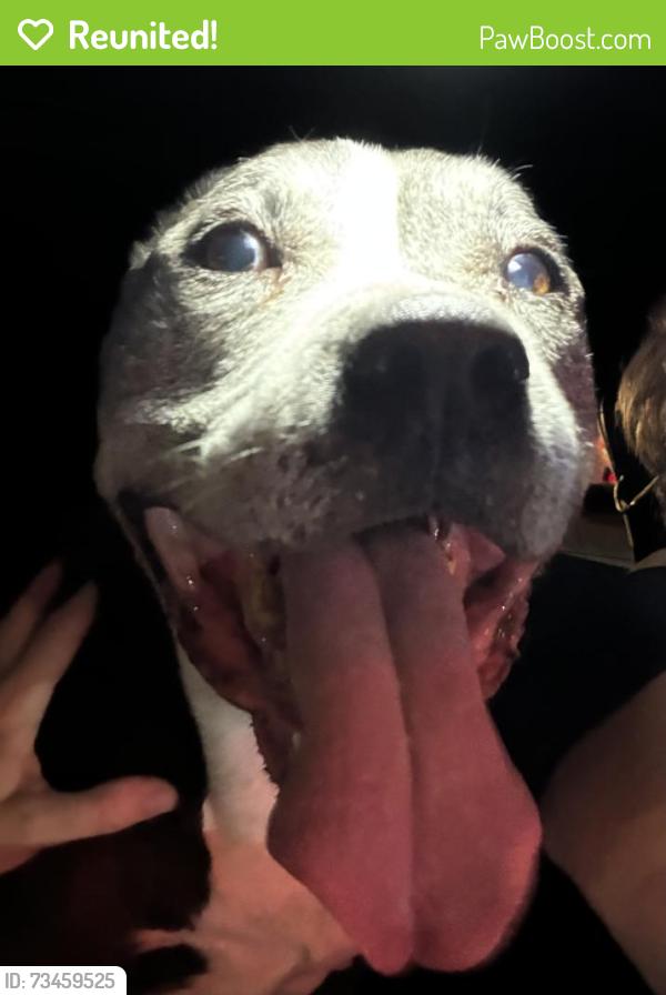 Reunited Male Dog last seen 3rd and F, Chula Vista, CA 91910