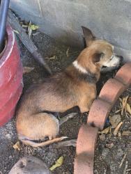 Found/Stray Male Dog last seen Santa Anita Ave &Enloe st, South El Monte, CA 91733