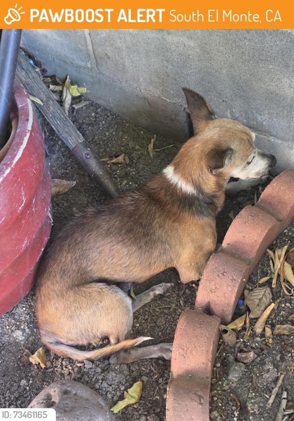 Found/Stray Male Dog last seen Santa Anita Ave &Enloe st, South El Monte, CA 91733