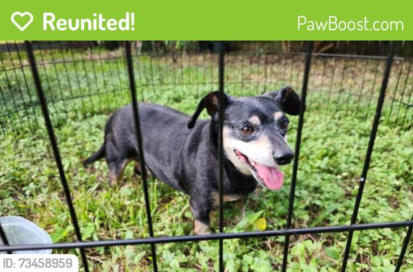 Reunited Male Dog last seen Red Bluff and Lakeside, Taylor Lake Village, TX 77586