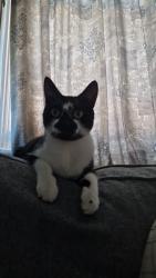 Reunited Female Cat last seen Tooting, Greater London, England SW17 9HL