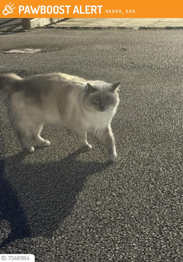 Found/Stray Unknown Cat last seen Rossall School, 弗利特伍德, 英格兰 