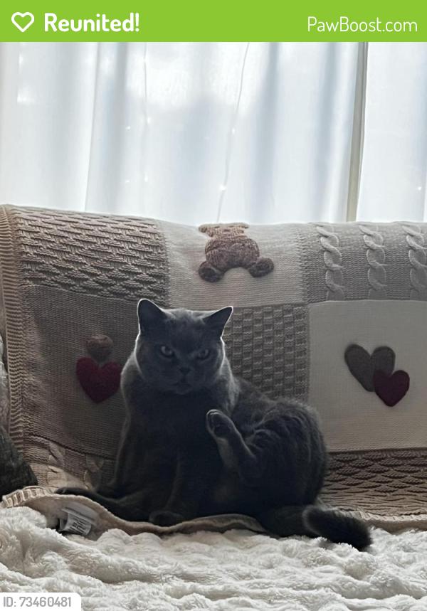 Reunited Female Cat last seen Fort Bragg, Fayetteville, NC 28307