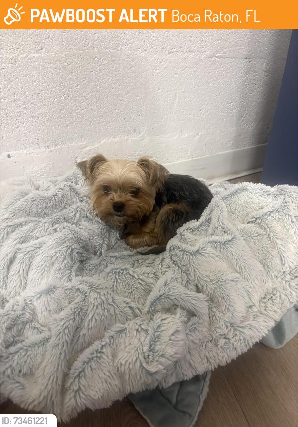 Found/Stray Male Dog last seen Pacific boulevard, Boca Raton, FL 33433