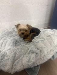 Found/Stray Male Dog last seen Pacific boulevard, Boca Raton, FL 33433