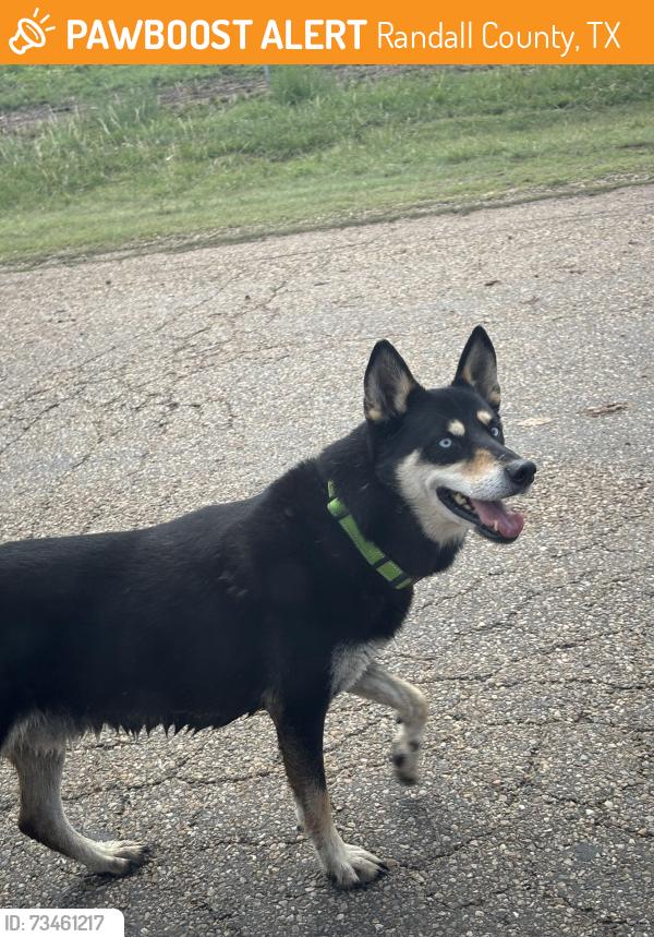 Found/Stray Unknown Dog last seen Winery Rd and I-27 access rd, Randall County, TX 79118