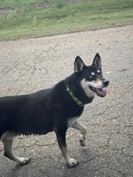Found/Stray Unknown Dog last seen Winery Rd and I-27 access rd, Randall County, TX 79118