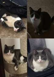 Lost Male Cat last seen St Stephen protomartyr church, Des Plaines, IL 60018