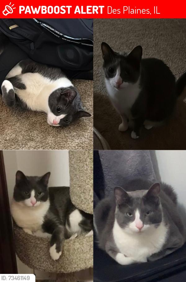 Lost Male Cat last seen St Stephen protomartyr church, Des Plaines, IL 60018